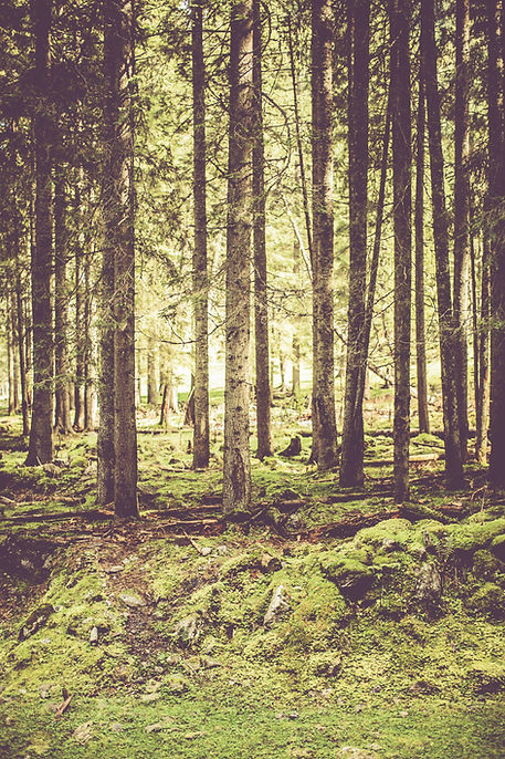Wald.jpg