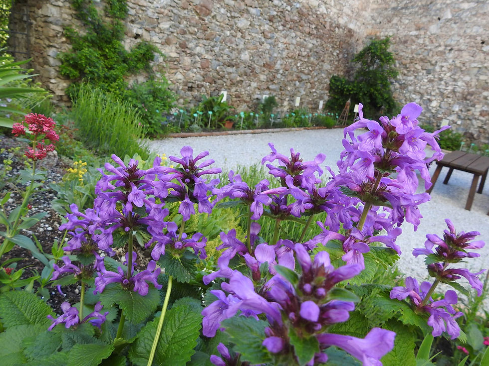 Blumen im Sölker Jesuitengarten