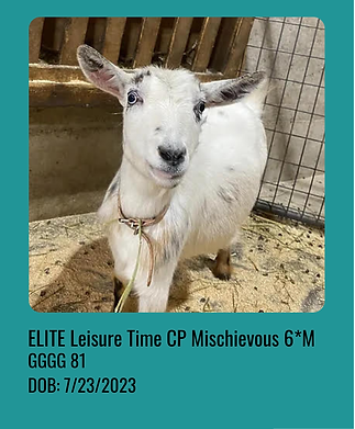 Mossy Mae Oaks JC Magdalene (11).png