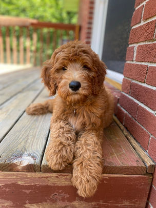 Ollie