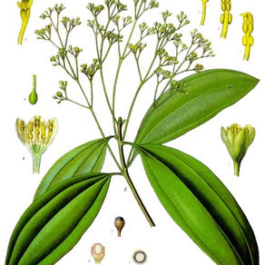 A Canela - Cinnamomum zeylanicum (Sinonímia: C. verum)
