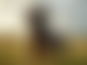 Unleashing the Mystery of Cane Corso History in America