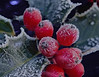 Holly berries_edited.jpg