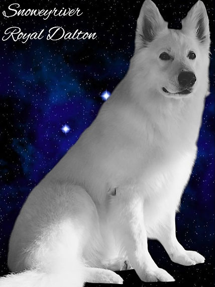 Winston for june 2025 stars.jpg