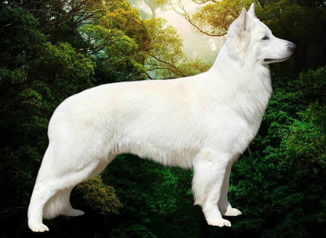KUSA PUPPY ADVERT RobinMSDesignerforest.JPG