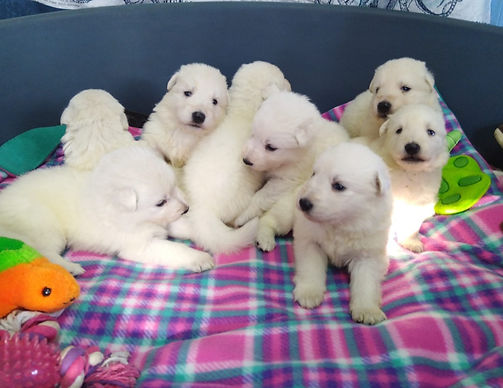Bibi babies WIX1532_edited.jpg