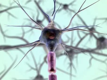 DAS VEGETATIVE NERVENSYSTEM - „Jede Krankheit beginnt im Nervensystem“