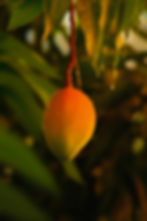Ripe Alphonso mango