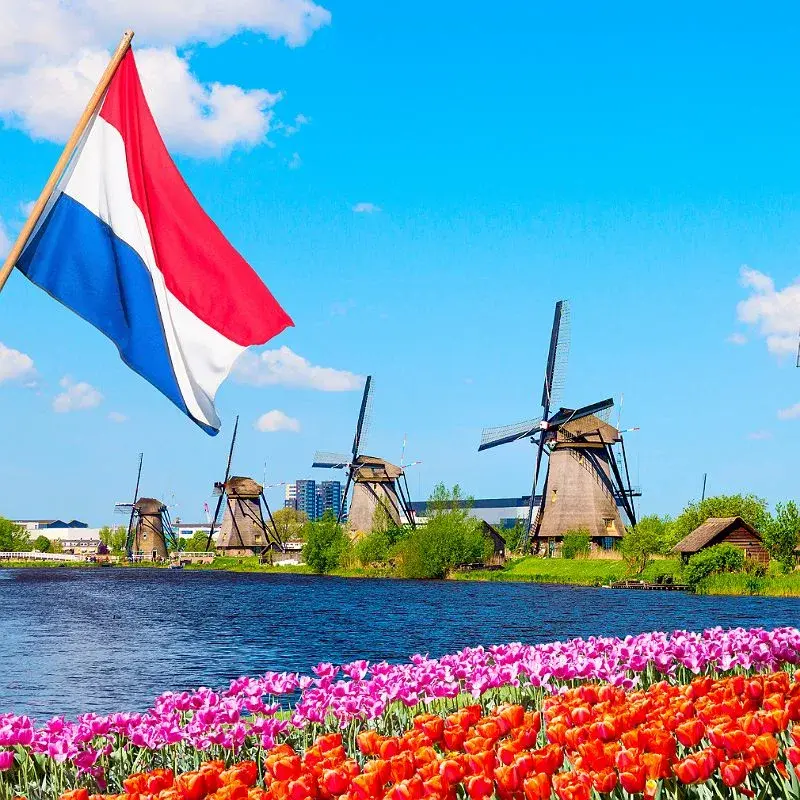 Tulips windmill Netherlands flag