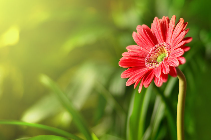 AdobeStock_267651073.jpeg