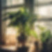 In Home Plant Care and Plant sitting services