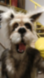 IMG-20210507-WA0017