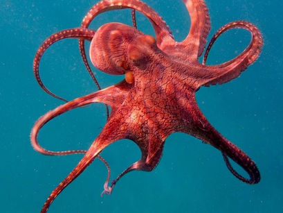 Remarkably Bright Creatures-Movie Comparison