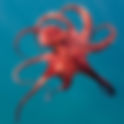 Remarkably Bright Creatures-Movie Comparison