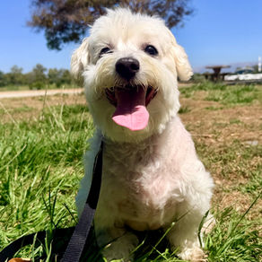 Samson | Coton De Tulear | South Pasadena, CA. | In Training.