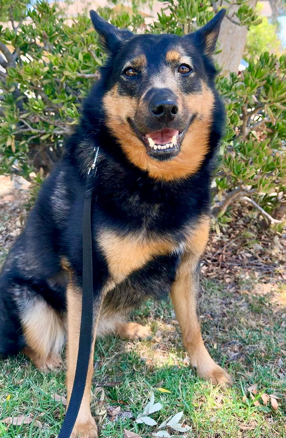 Archie | Kelpie Mix | Los Angeles, CA. | In Training.