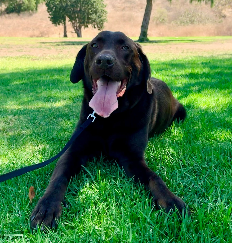 Gunter | Chocolate Labrador | San Pedro, CA. | In Training.