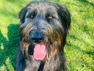 Benny | Old English Sheep Dog Mix | Rosemead, CA. | In Training.
