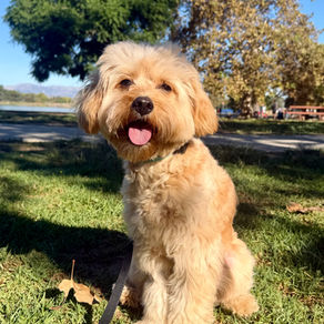 Atlas | Cavapoo | Los Angeles, CA. | In Training.