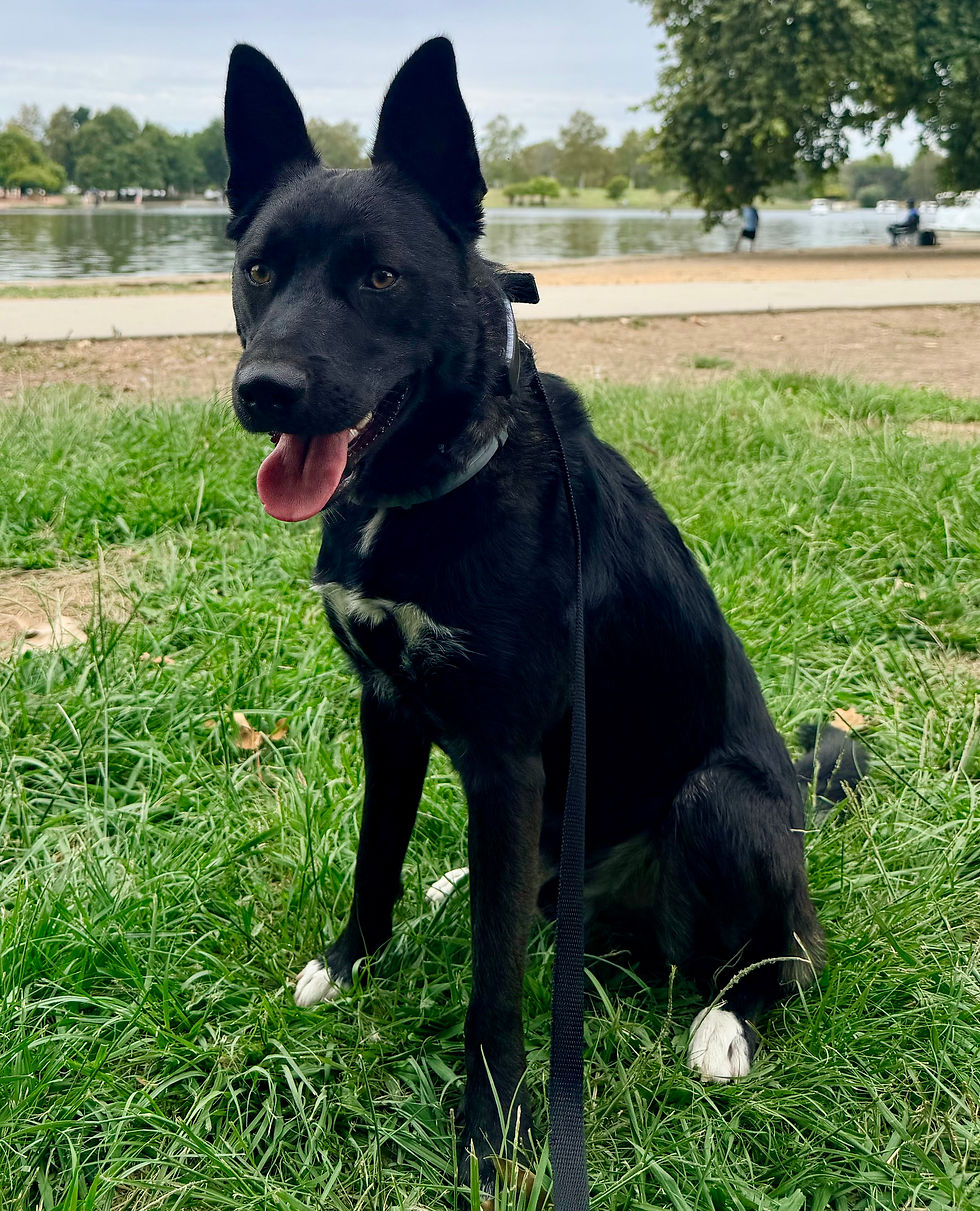 Zeke | Husky Mix | Los Angeles, CA. | In Training.