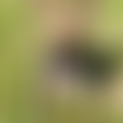 Roscoe | Shepherd/Husky Mix | Los Angeles CA. | In Training