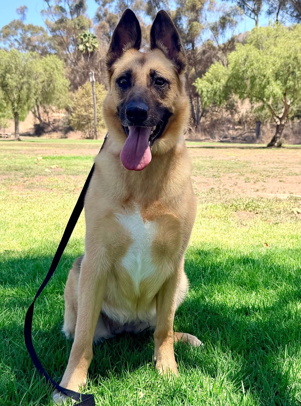 Lucy | German Shepherd | San Pedro, CA. | In Training.