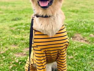 Charlie | Golden Retriever | Santa Monica, CA. | In Training.