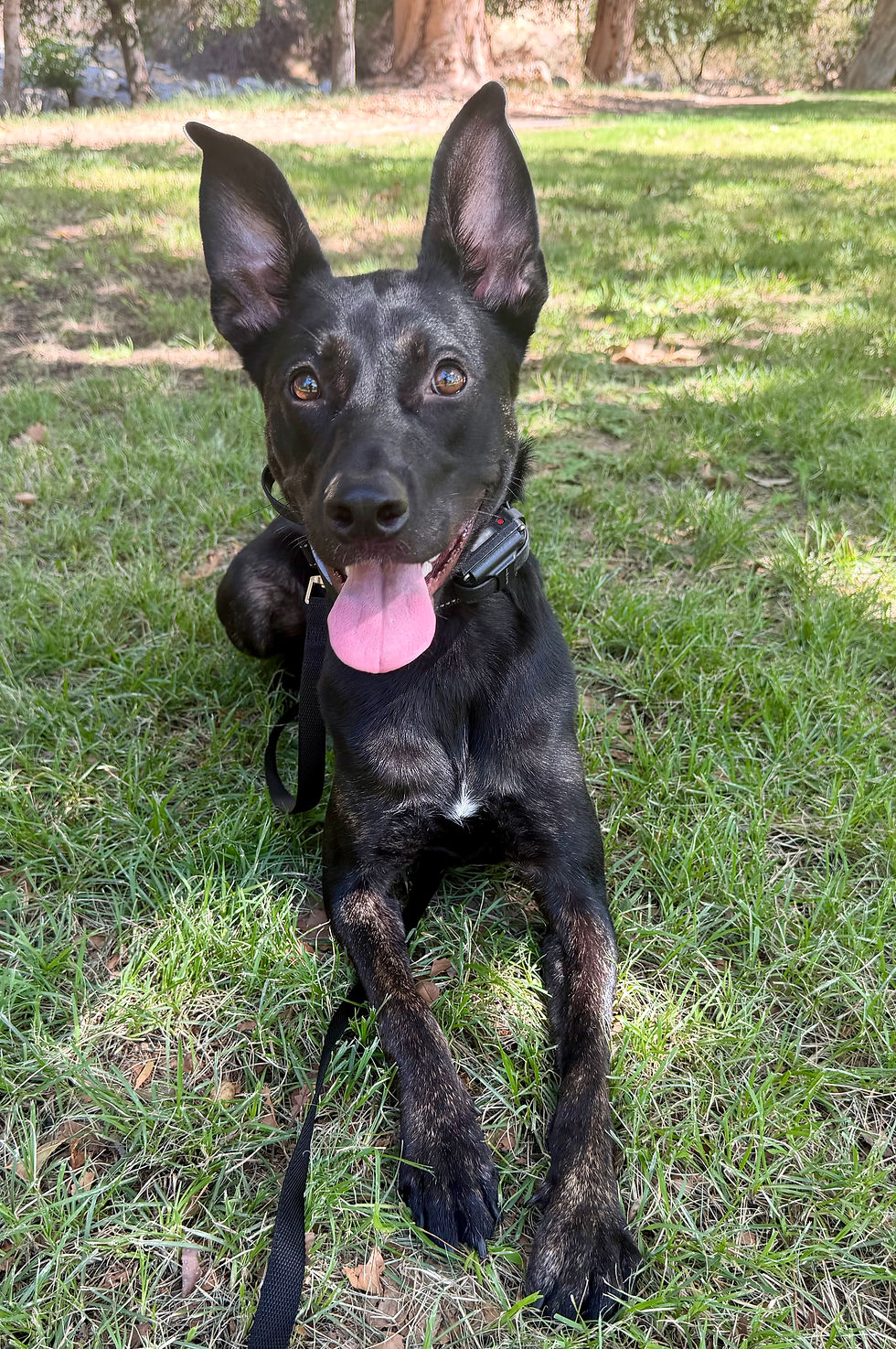 Maizy | Shepherd/American Staffy Mix | Newhall, CA. | Boarding.