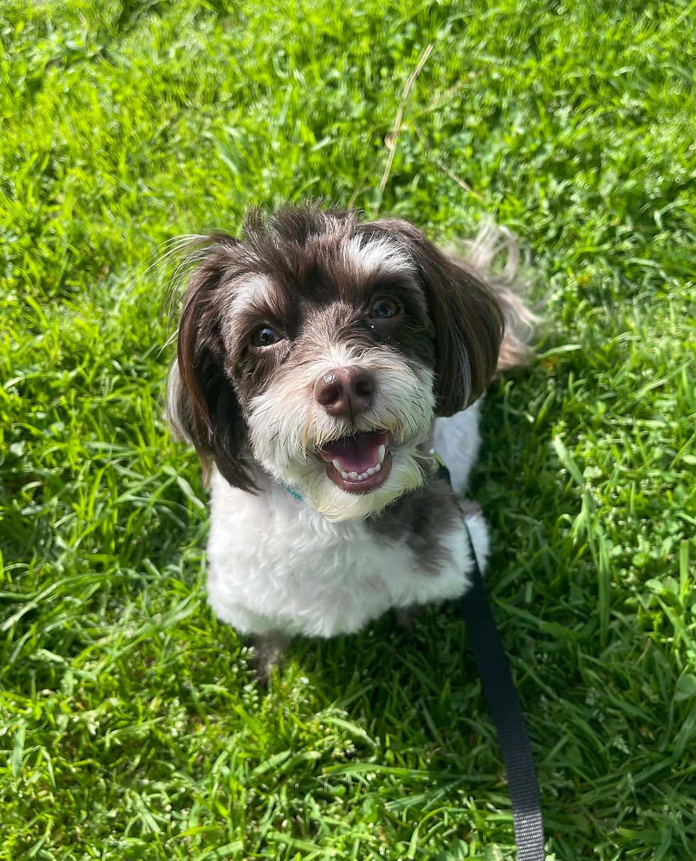 Chanel | Havanese | Los Angeles, CA. | In Training.