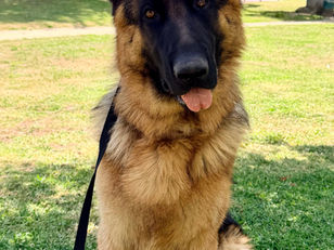Rex | German Shepherd | Hamilton Beach, CA. | In Training.