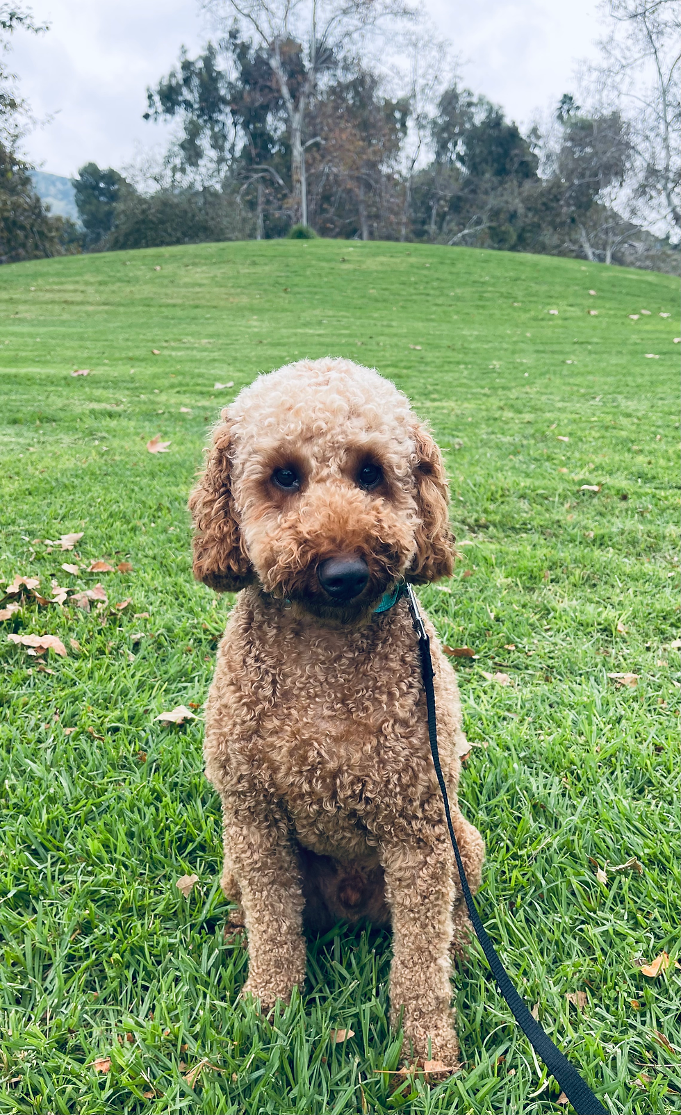 Bruma | Moyen Poodle | Pasadena, CA. | In Training