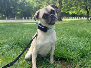 Winnie | Pug | Van Nuys, CA. | In Training.