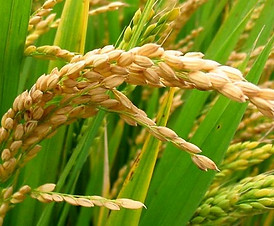 rice-plant.jpg