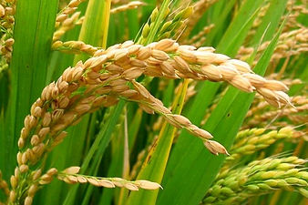 rice-plant.jpg