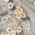 flowers3