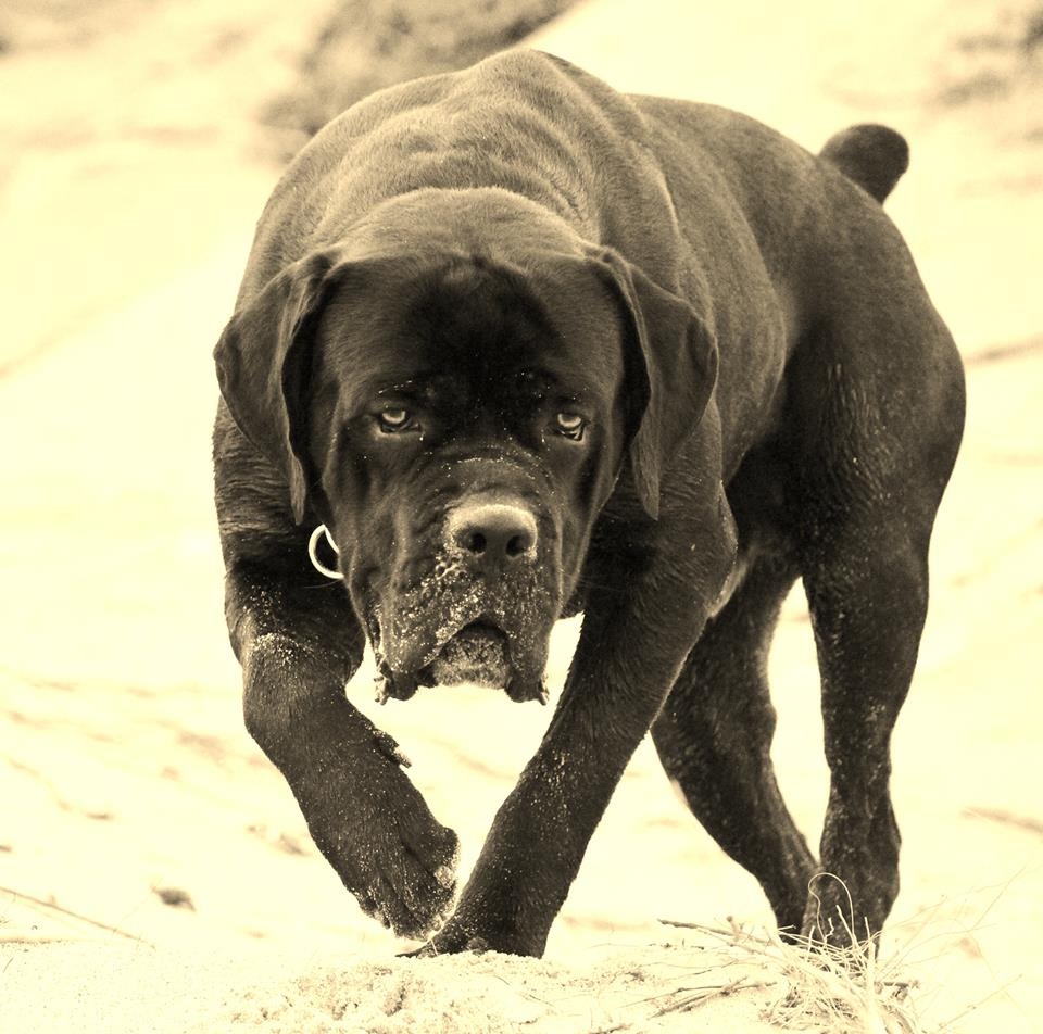 Serralonga Boss