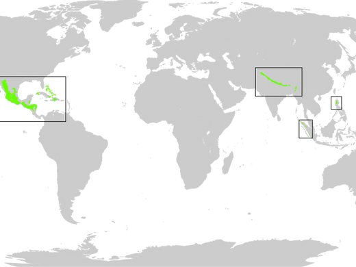 Tropical and Subtropical Coniferous Forests (TSC)