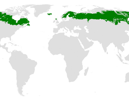 Taiga & Boreal Forests (BFT)