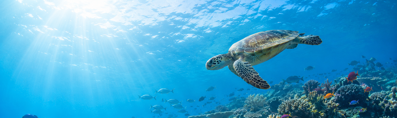 Green sea turtle swimming above a sunlit tropical coral reef with plate and branching corals and schools of colourful reef fish.
