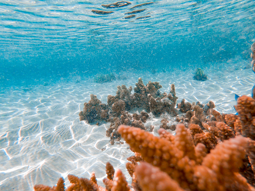 Western Indo-Pacific (WI)