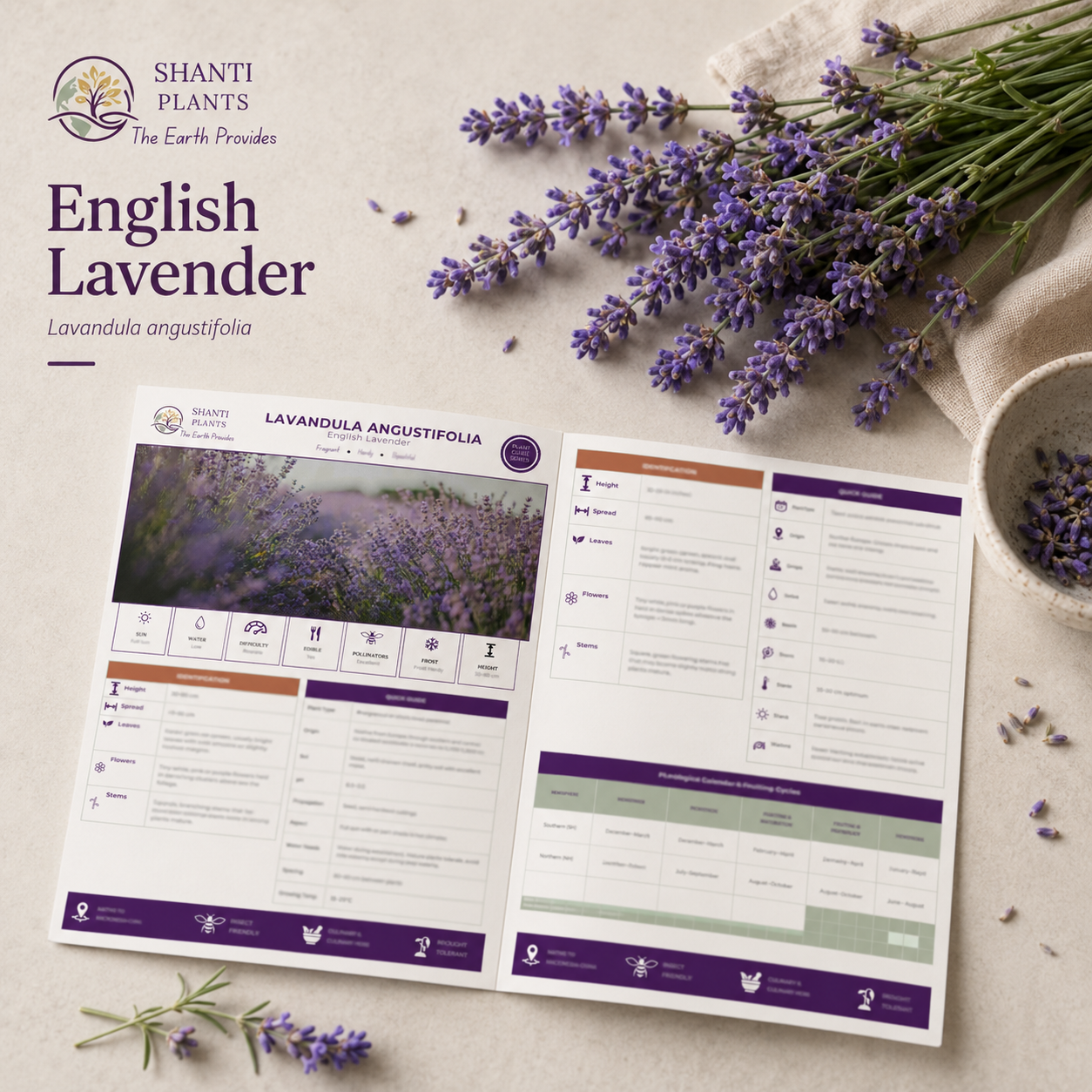 English Lavender flowers beside a blank digital plant card mock-up