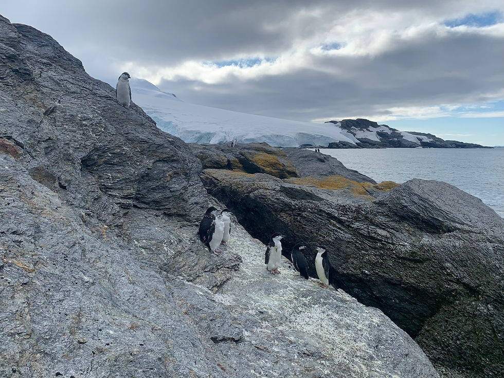 Penguins stand on rocky Antarctic shore near a glacier and calm sea under a cloudy sky on South Orkney Islands