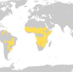 Tropical and subtropical grasslands, savannas, and shrublands (TSG)