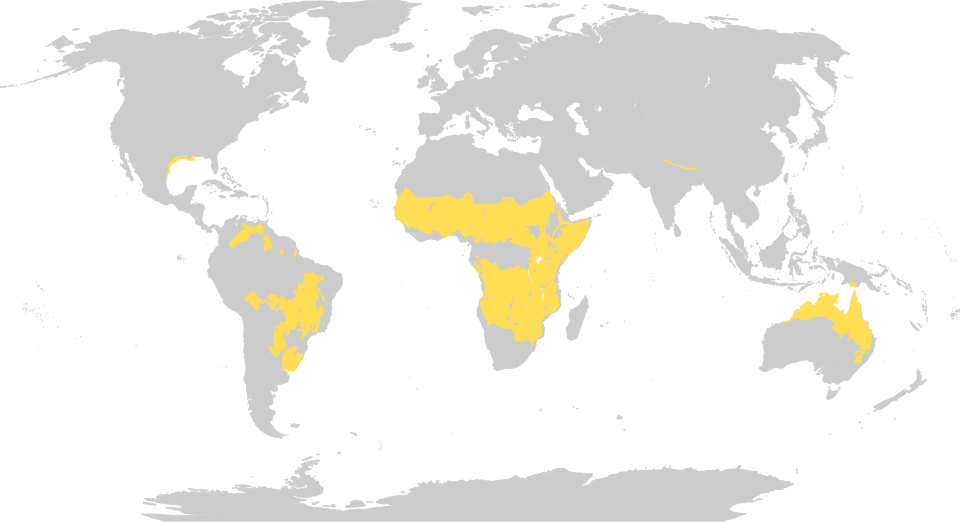 Tropical and Subtropical Coniferous Forests (TSC) Biome