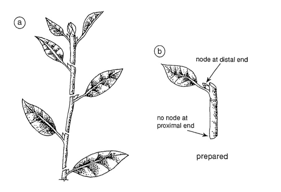 internodal cutting