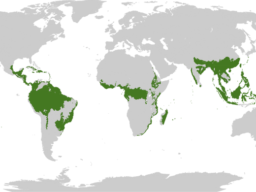 Tropical & Subtropical Moist Broadleaf Forests Map