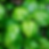 Glossy green leaves of Ocimum basilicum Sweet Basil