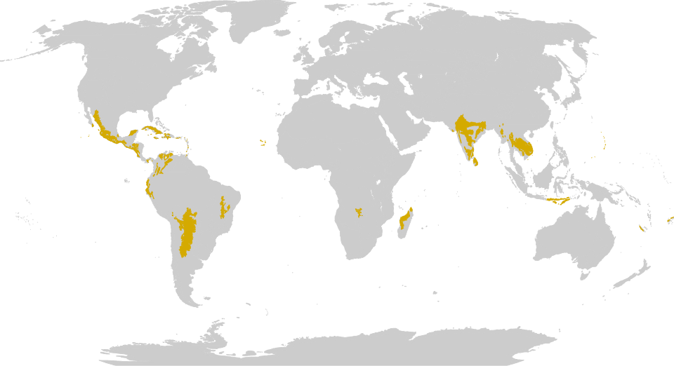 Tropical & Subtropical Moist Broadleaf Forests (TSM) Biome