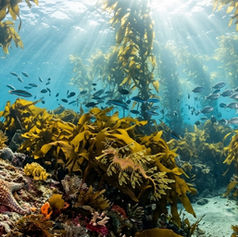 Meadows and Gardens Beneath the Sea