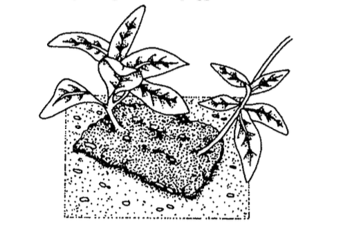 Figure 3: The stem is covered into thetrench and the part of the stem in the trench will blanch.